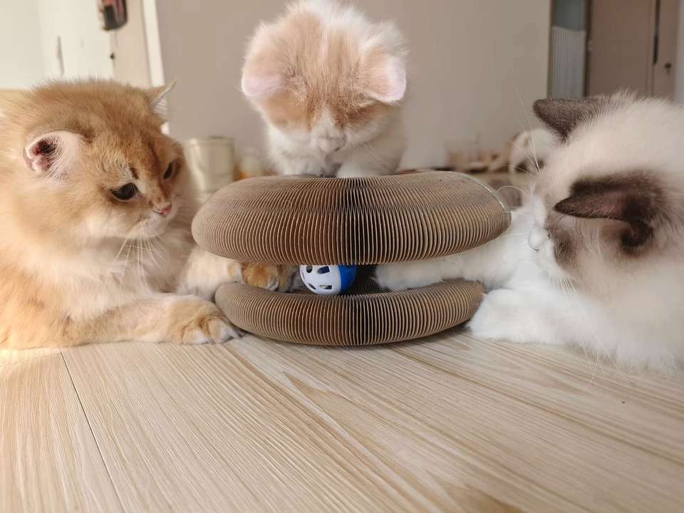 Patipat™ Akıllı Tırmalama ve Oyun Yatağı